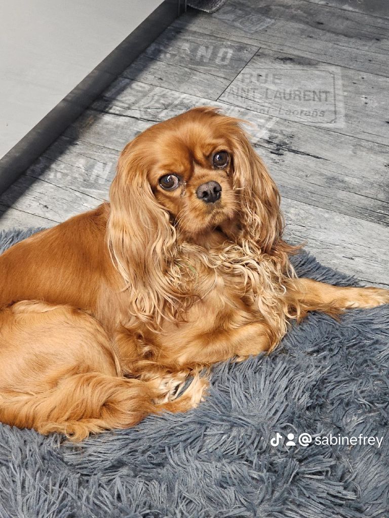 Ruby du Confin de la Nied