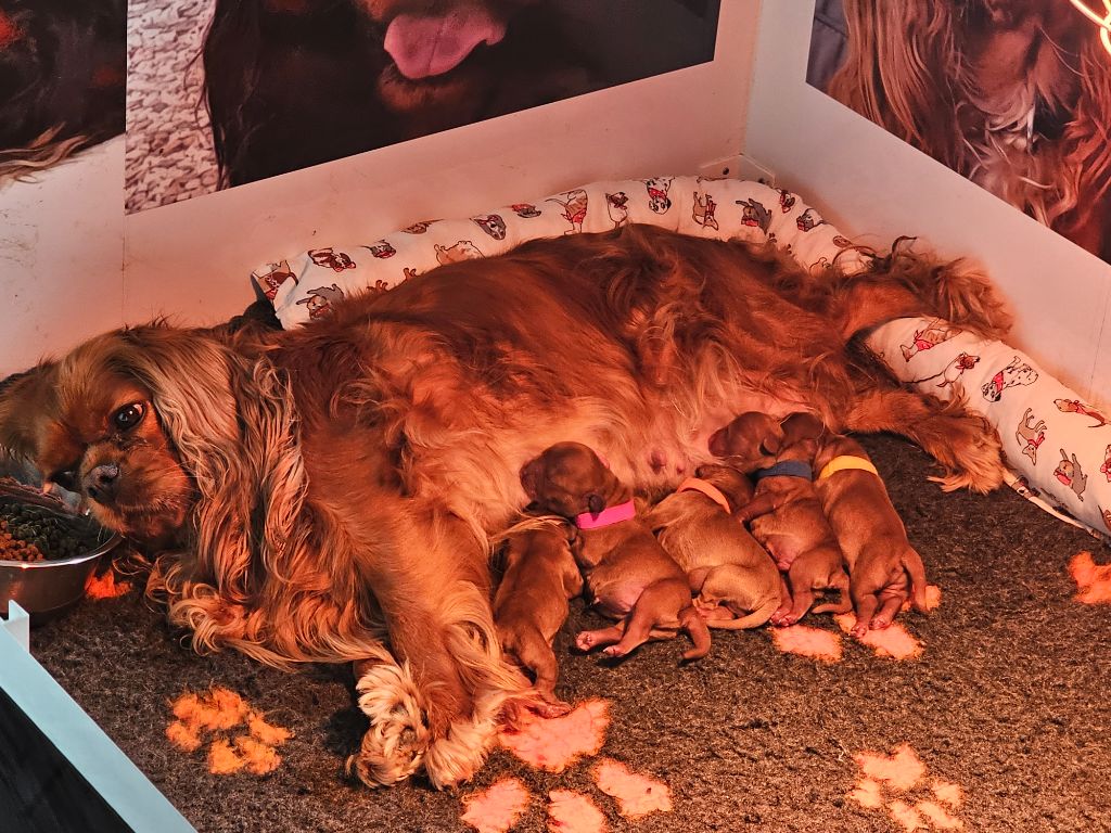 Les bebes de ruby