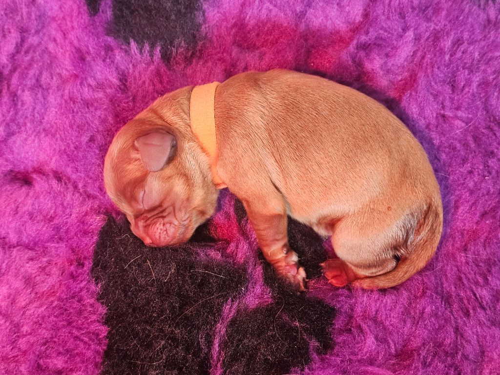 Elevage Des Petites Perles Lorraines - Chiots disponibles - Cavalier King Charles Spaniel