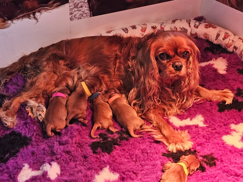 Elevage Des Petites Perles Lorraines - Chiots disponibles - Cavalier King Charles Spaniel