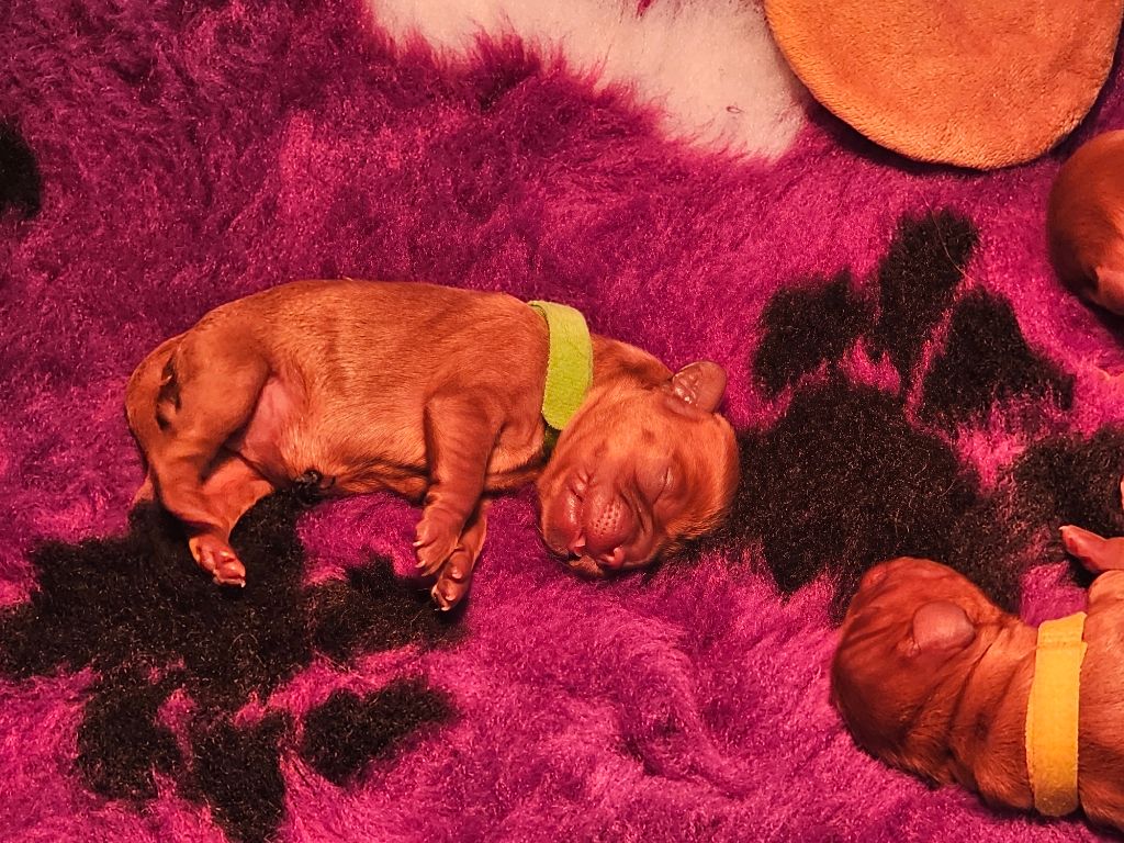Elevage Des Petites Perles Lorraines - Chiots disponibles - Cavalier King Charles Spaniel