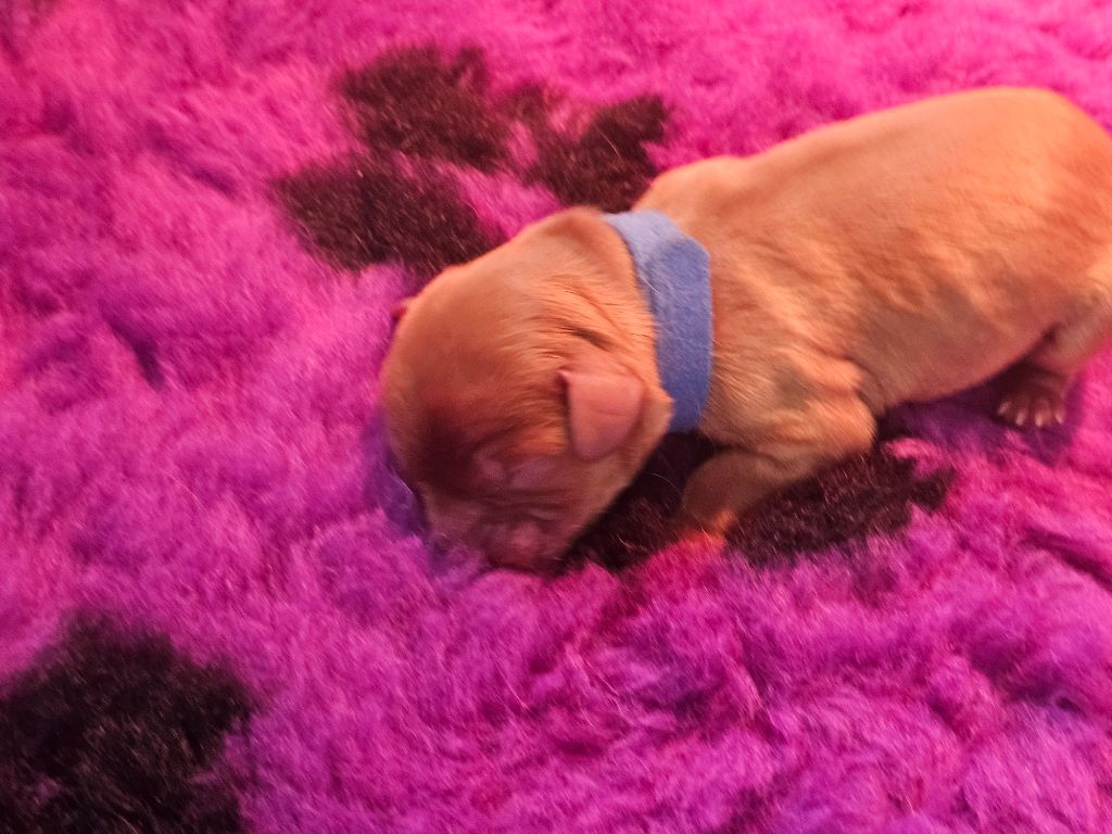 Elevage Des Petites Perles Lorraines - Chiots disponibles - Cavalier King Charles Spaniel